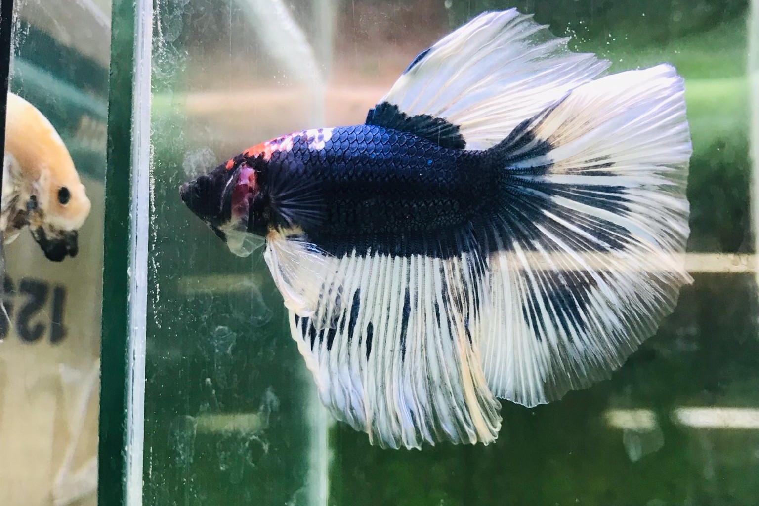 Bicolor Betta - Male
