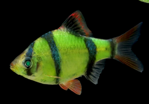 Green Tiger Barb