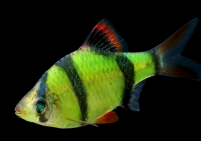 Green Tiger Barb - Male