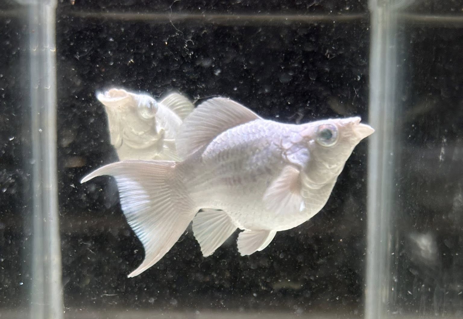 Platinum King Balloon Molly