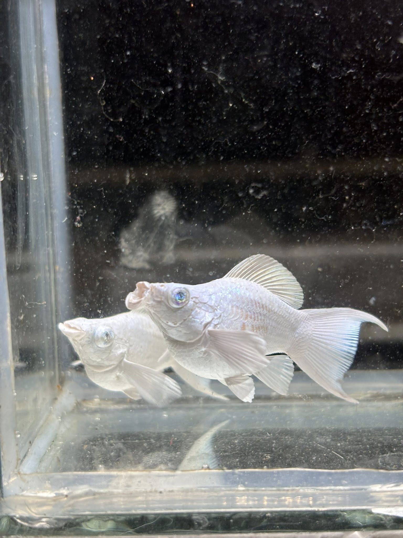 Platinum King Balloon Molly - Male