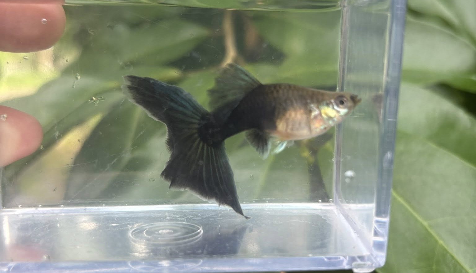 Half Black Blue Guppy