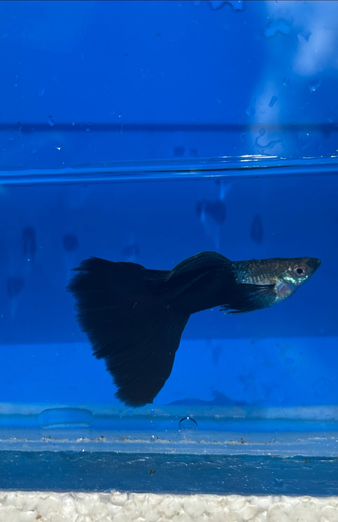 Half Black Blue Guppy - Male