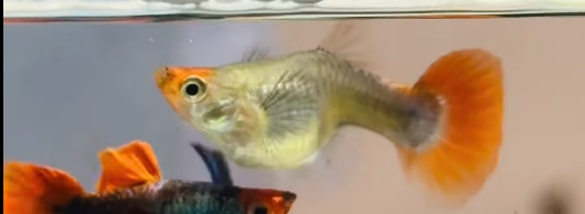Dumbo Ear Red Tail Guppy