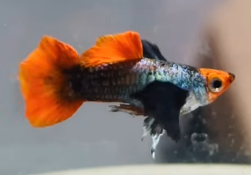 Dumbo Ear Red Tail Guppy - Male