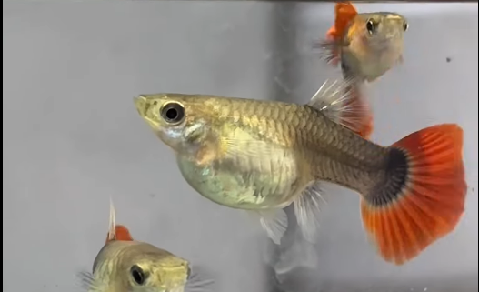 Half Black Red Tail Guppy