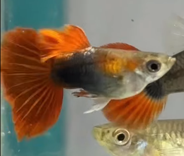 Half Black Red Tail Guppy - Male