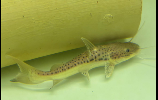 Leopard Shovelnose Catfish - Male