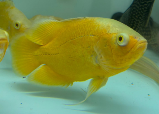 Lemon Oscar - Male