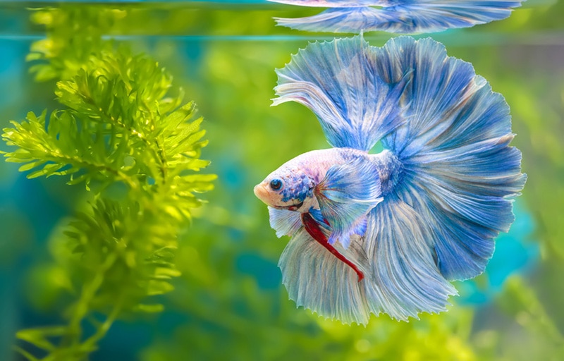 Rosetail Betta