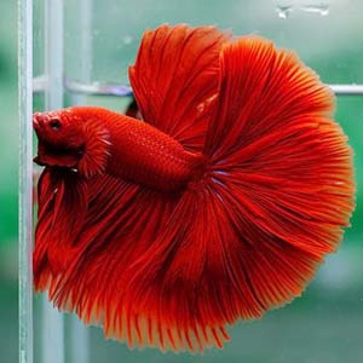 Rosetail Betta - Male