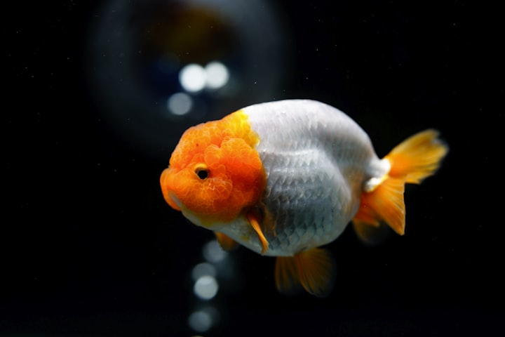 Ranchu
