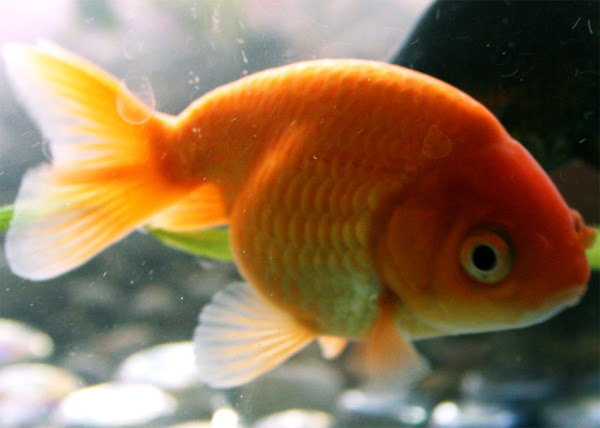 Ranchu - Male