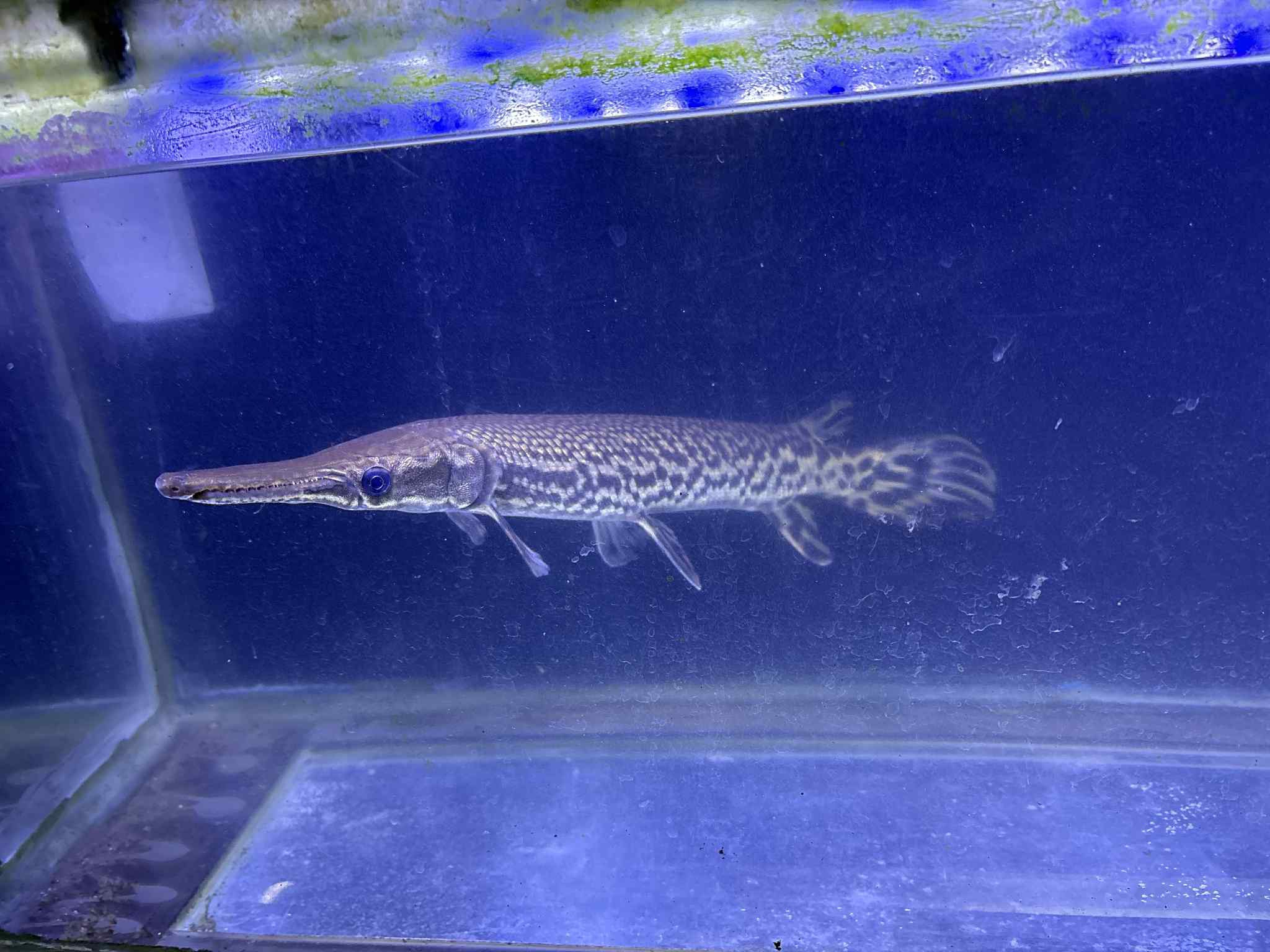 Alligator Gar