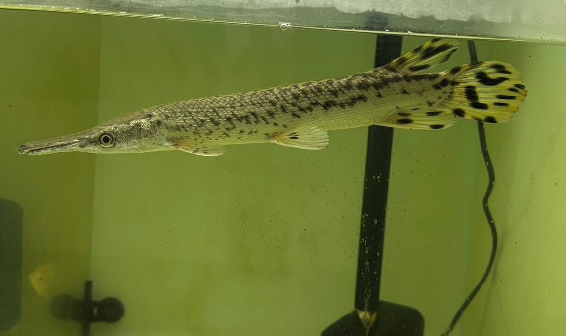 Alligator Gar - Male