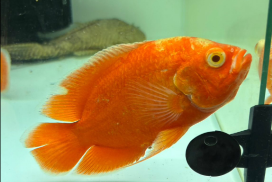 Super Red Oscar - Male