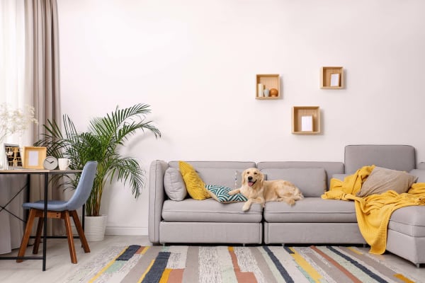 carpet flooring