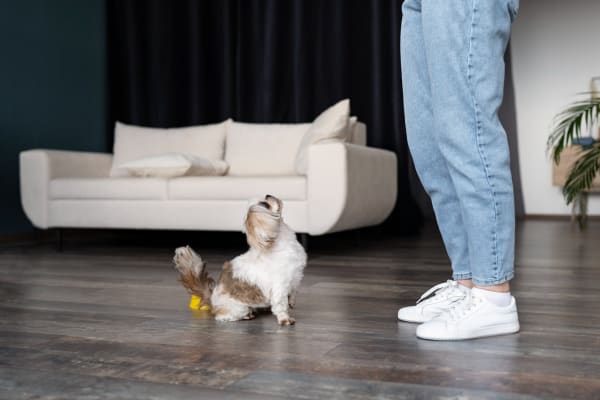 Laminate Flooring Options for Pet-Friendly Homes