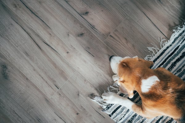 The Best Flooring for Pet-Friendly Homes in Raleigh and Pinehurst, NC
