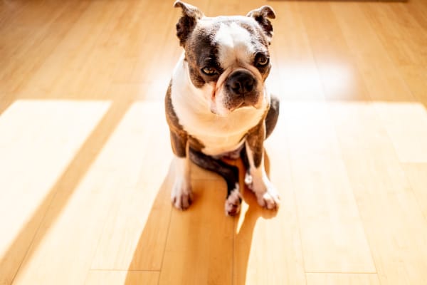 Hardwood Flooring in Charleston, SC