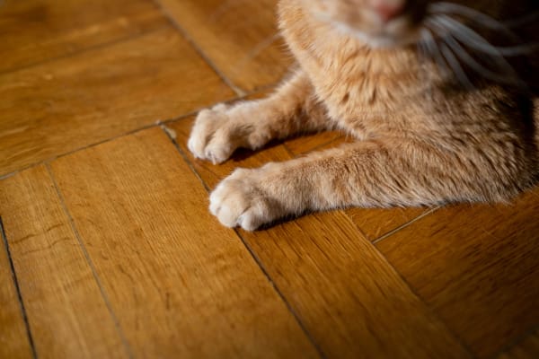 Waterproof Flooring for Homes with Pets in Chestertown, MD