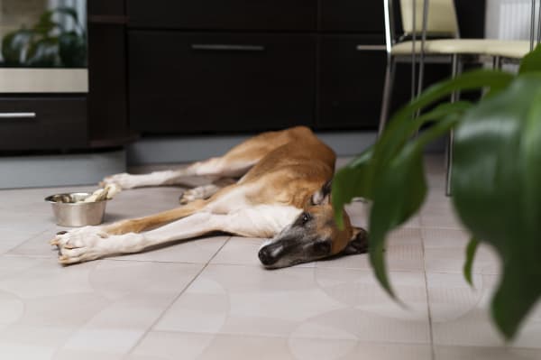 Tile Flooring Ideas for Pet-Friendly Homes in Missouri