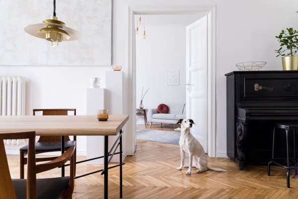 Got Pets? Here's Why You Should Install Luxury Vinyl Flooring