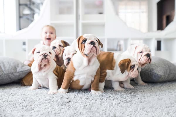 Odor-Resistant and Scratch-Proof Flooring: The Best Materials for Pet Owners