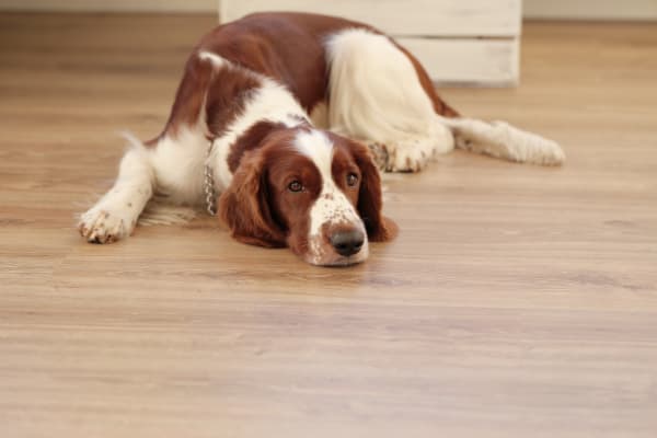 Luxury Vinyl Flooring in Lakeway, TX from Lakeway Floors