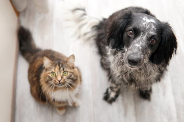 pet-friendly flooring