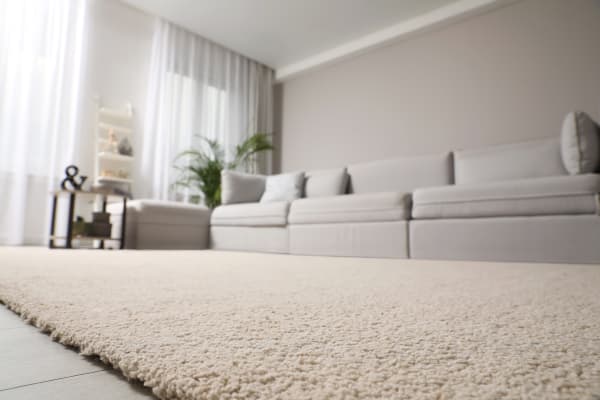 What to Do If Your Carpet Gets Wet