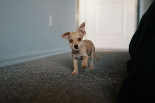 Carpet in Santa Rosa, CA from Murnane Floors
