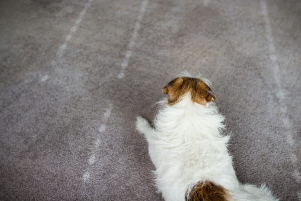 wool carpet in Seattle, WA from Vogel's Carpets
