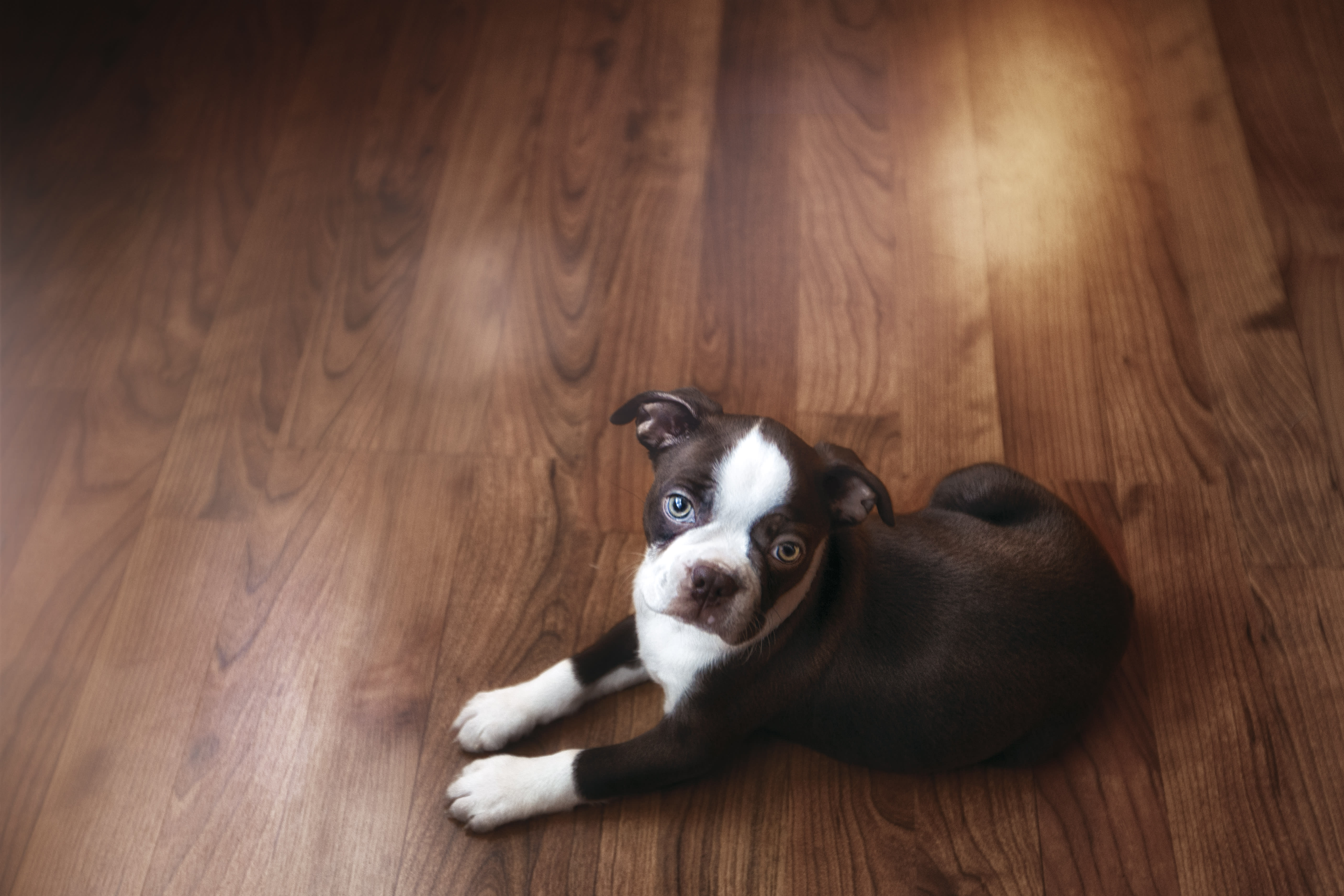 Hardwood Flooring in North Clearwater, FL from Carillon Floor Center