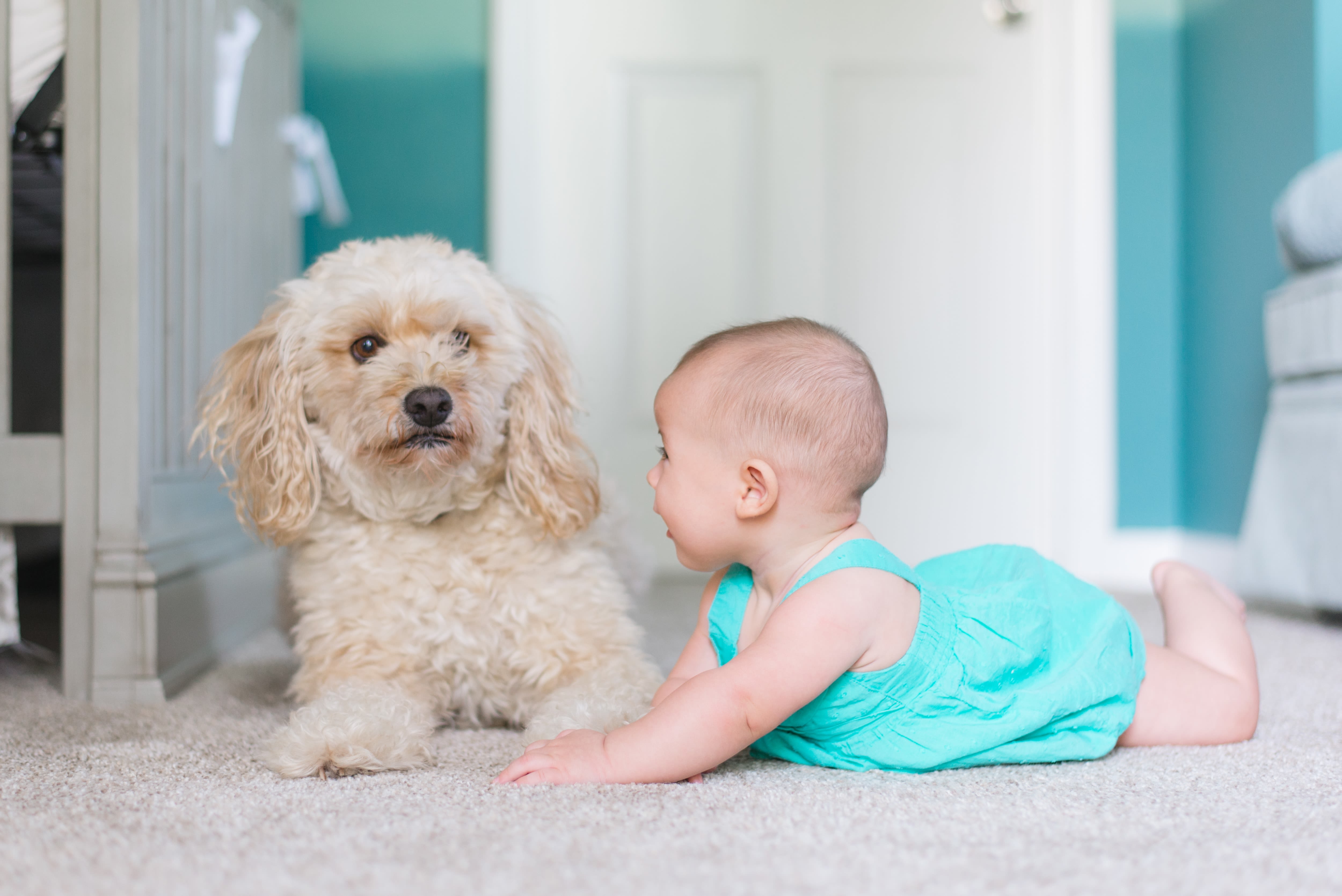 Carpet Flooring in Bedminster, NJ