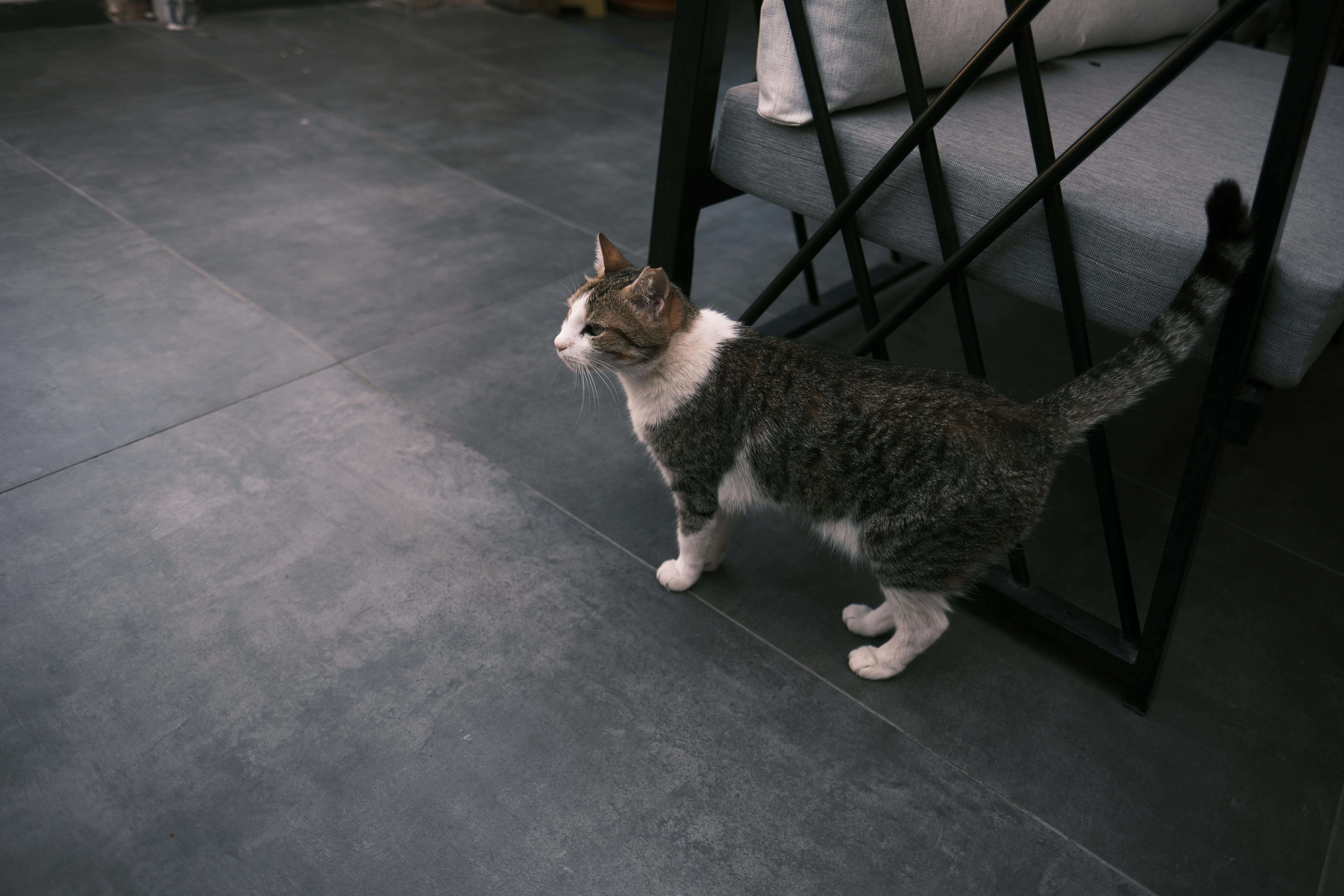 Flooring in Cornelius, NC from LP Custom Floors LLC