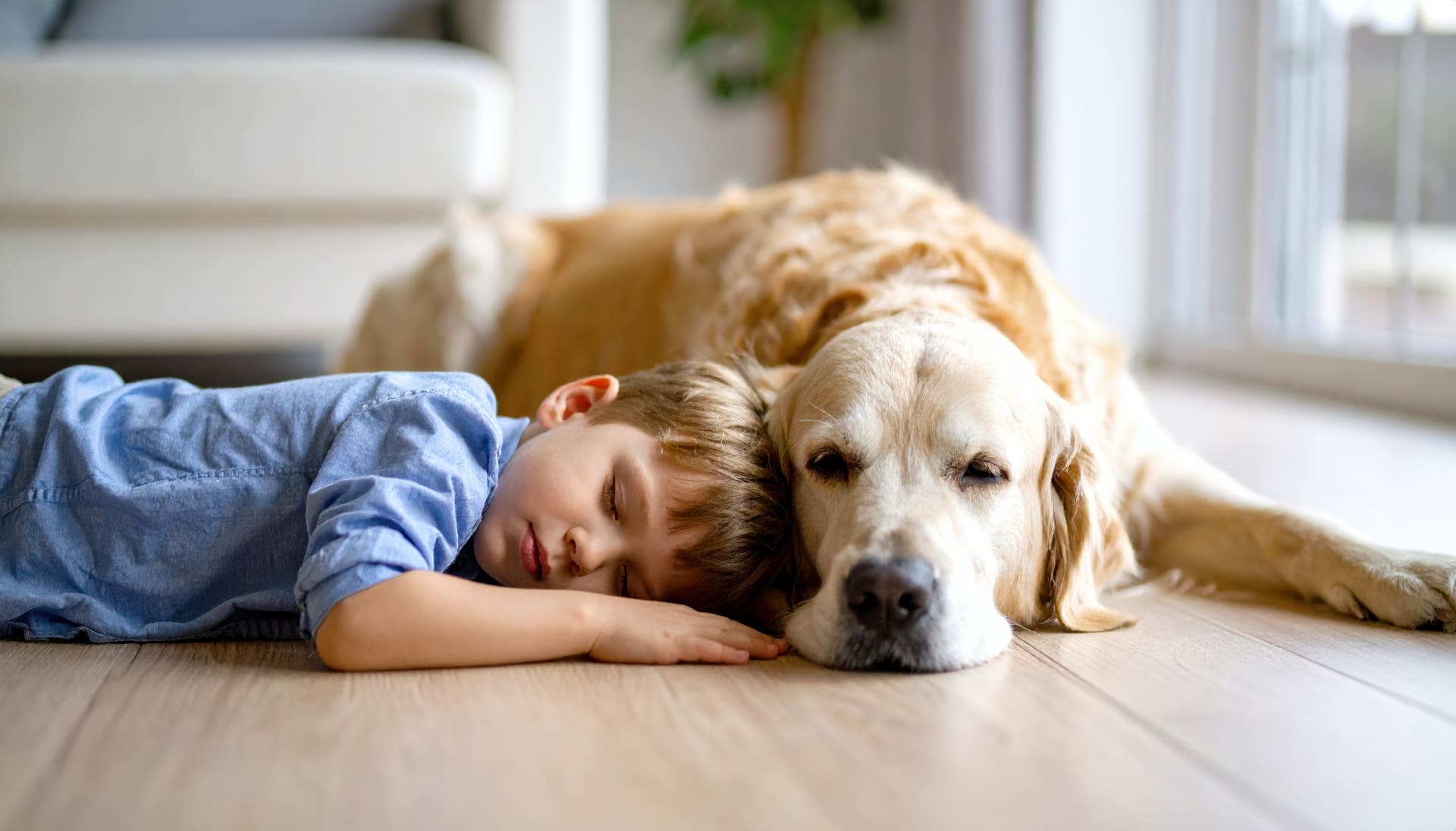 Scratch Resistant Flooring in Lexington, KY from Plaza Carpets