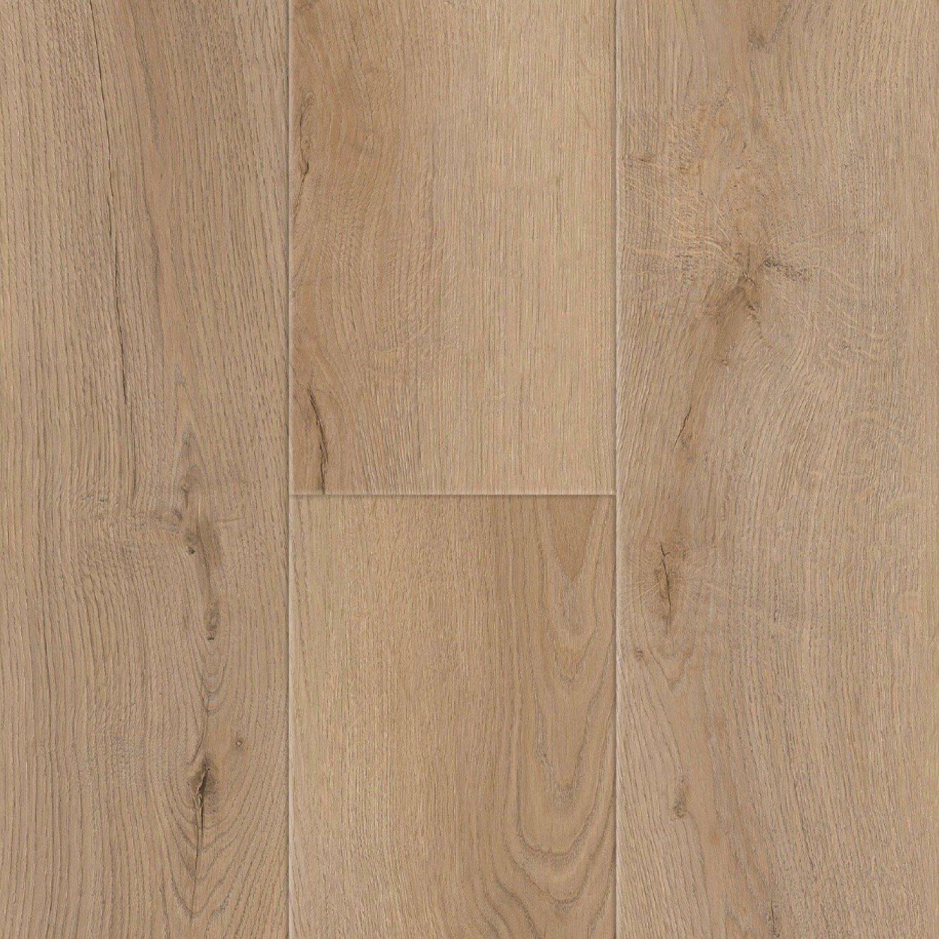 Monterey Pine