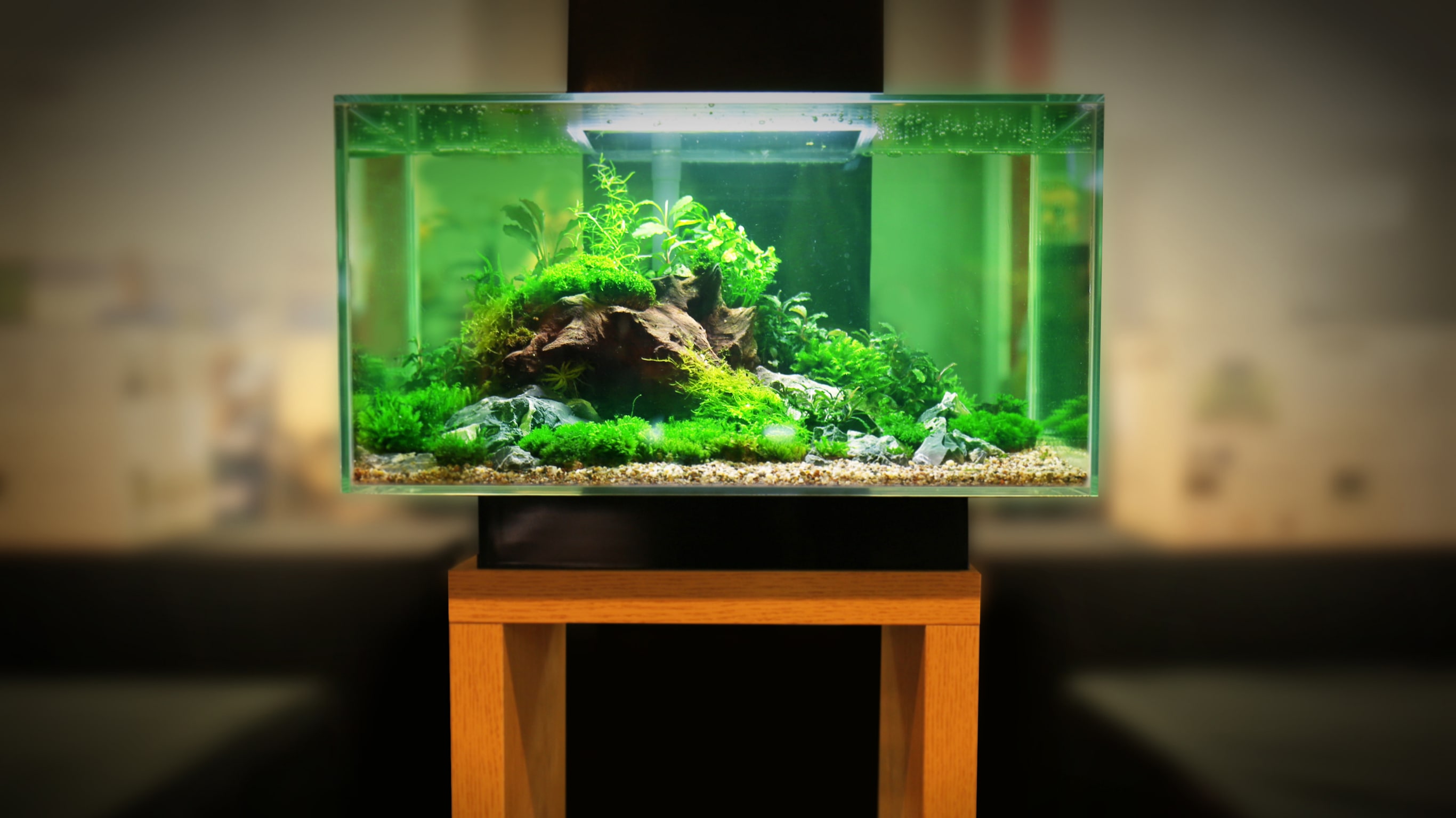 Acuario 14