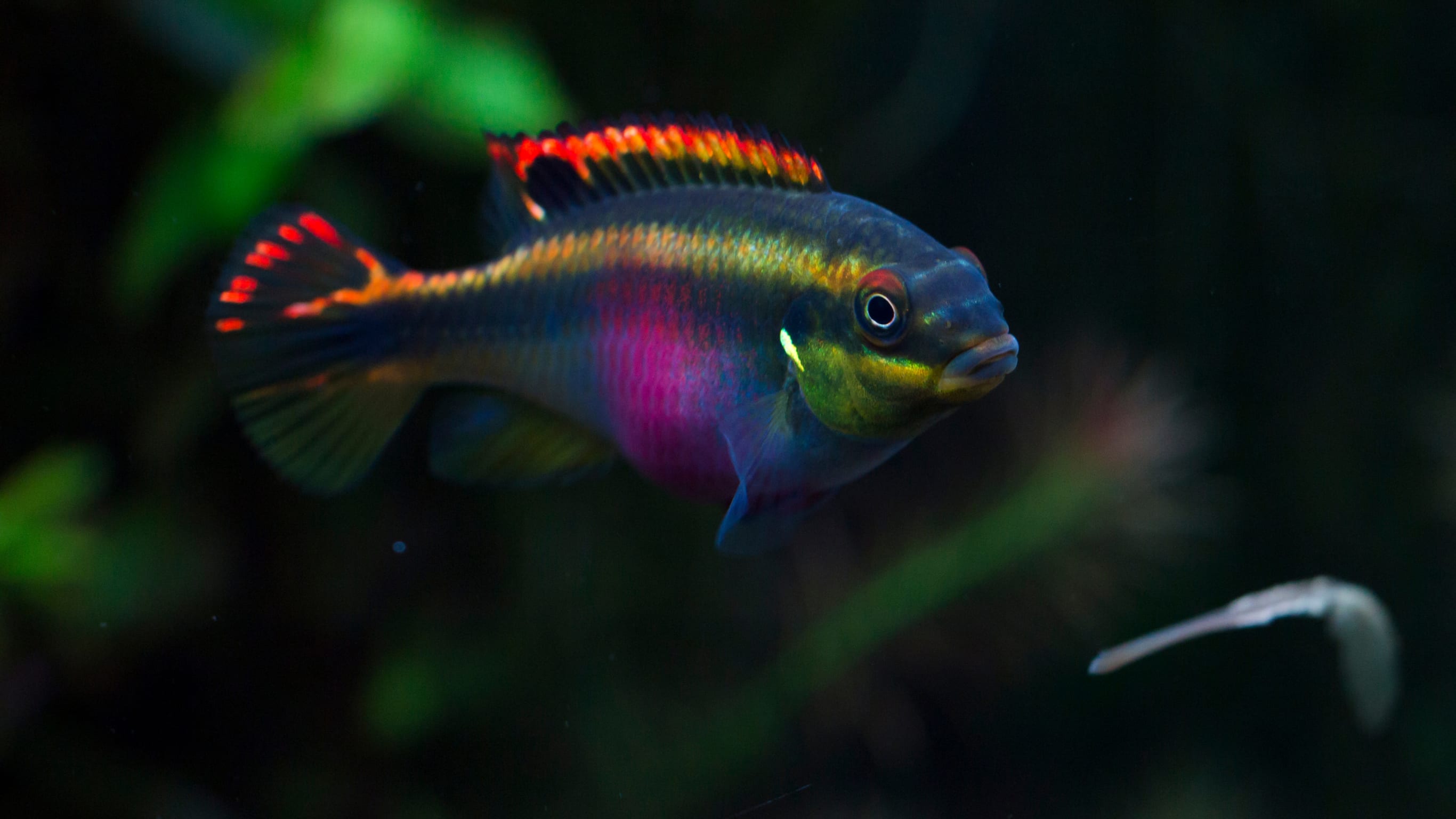Acuario 1