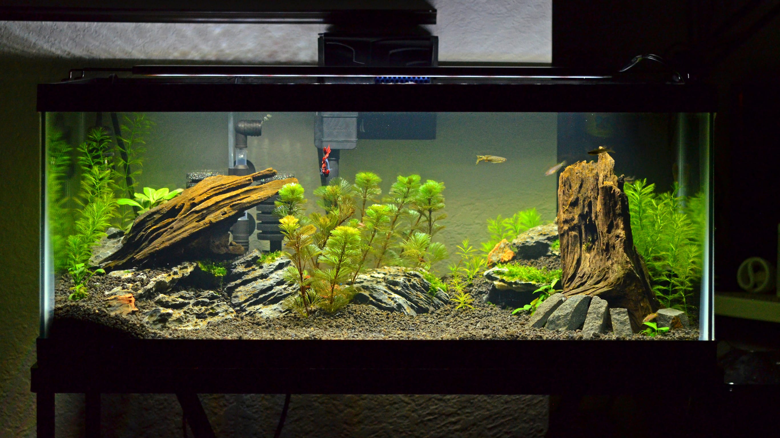 Acuario 13