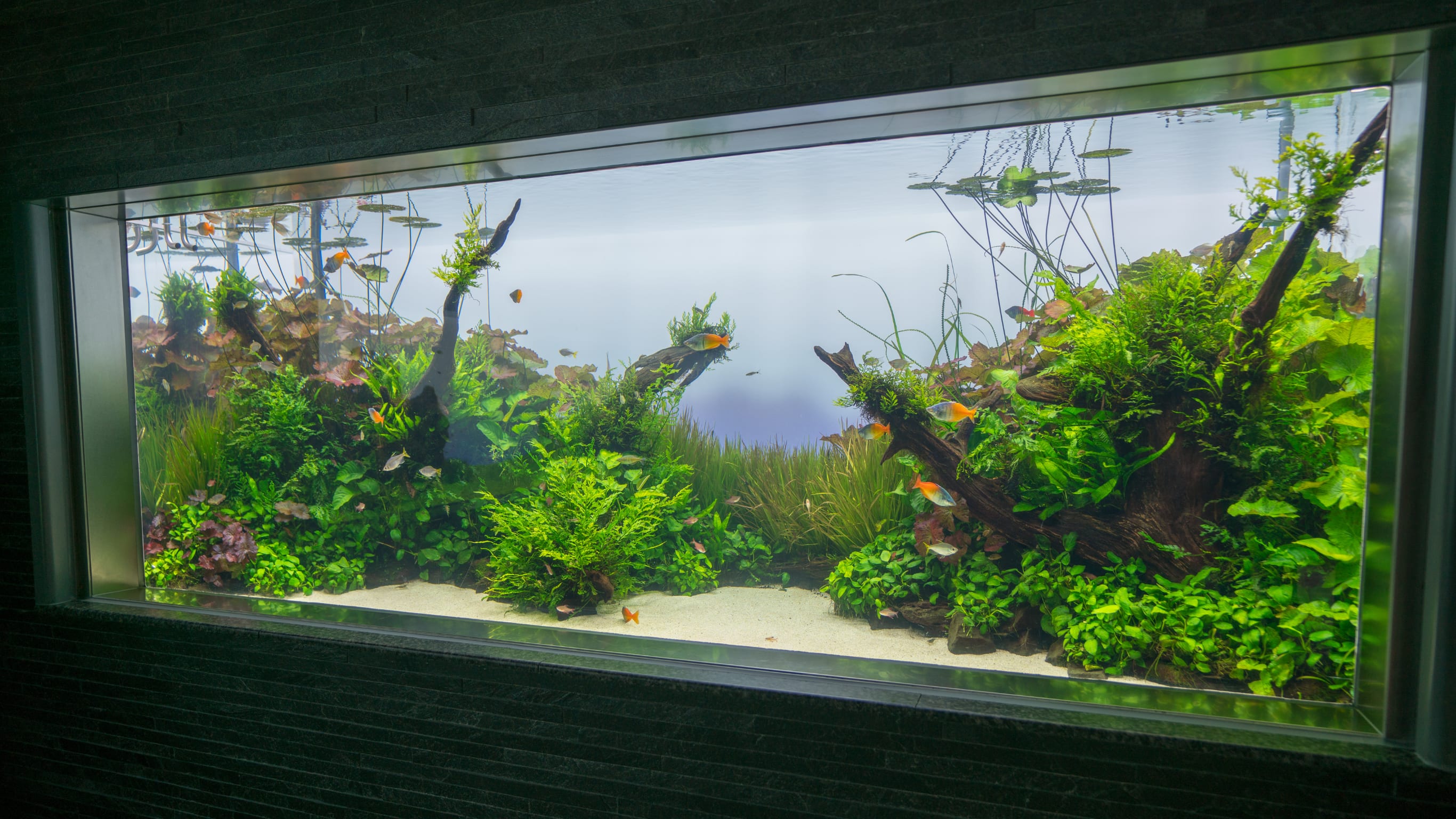Acuario 6