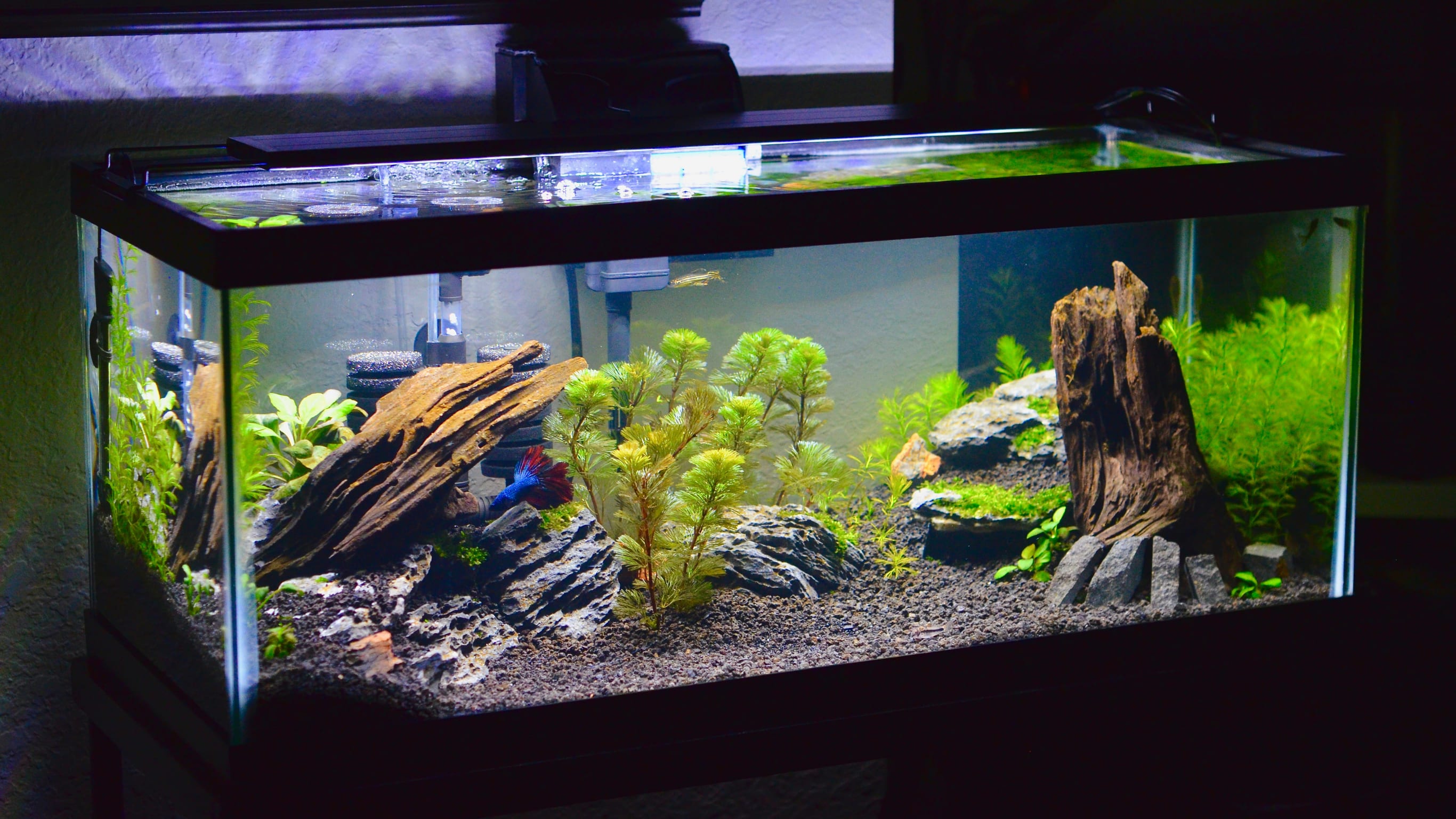 Acuario 12