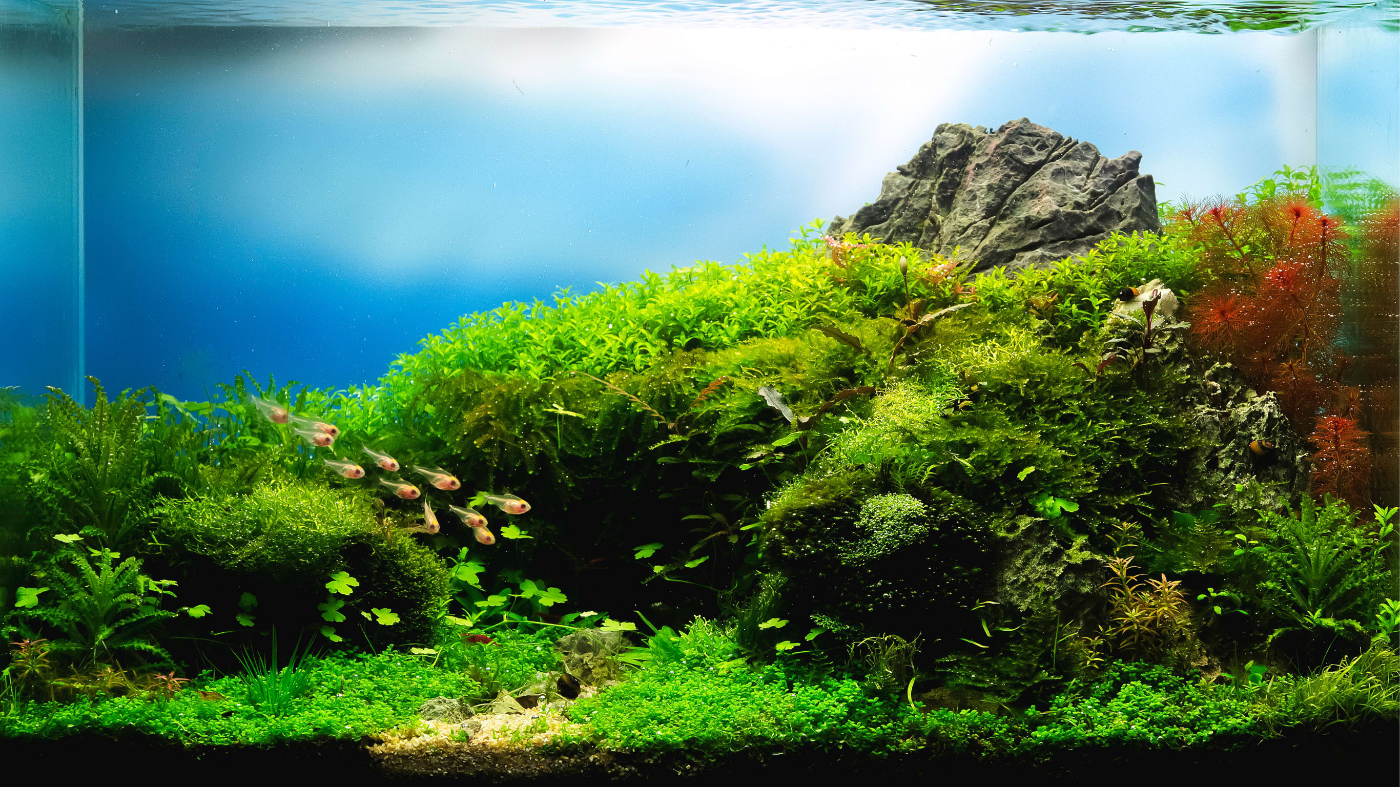 Acuario 9