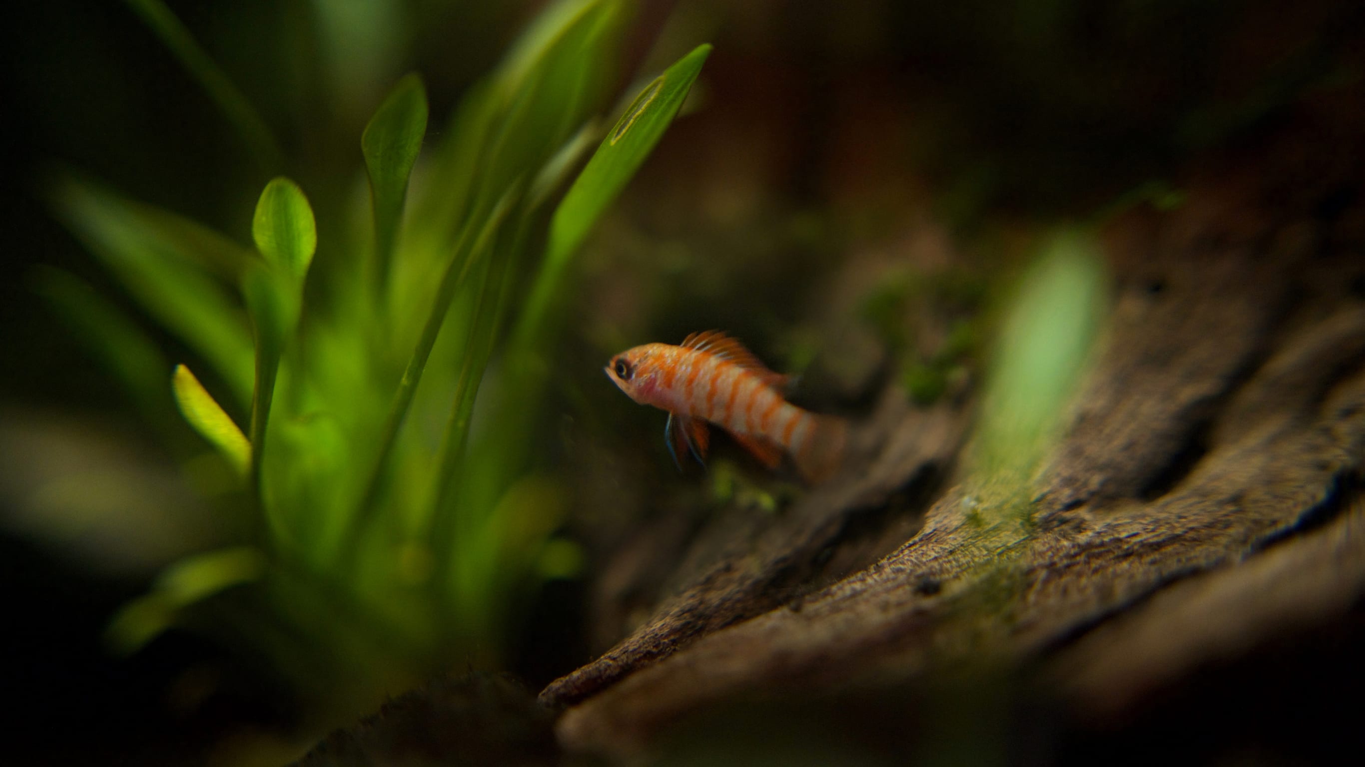 Acuario 4