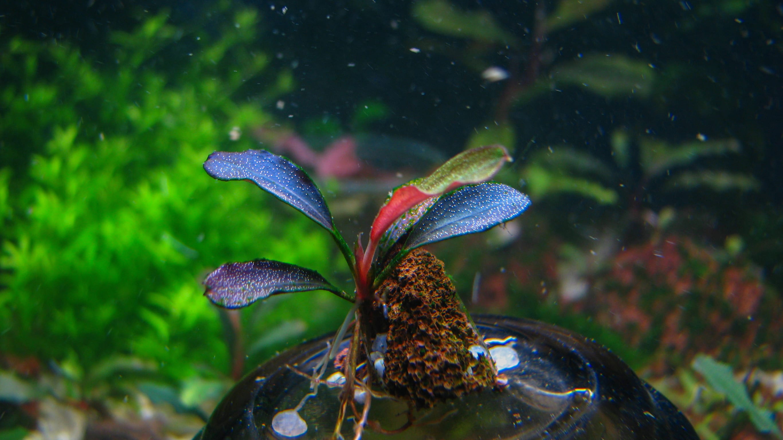Acuario 7