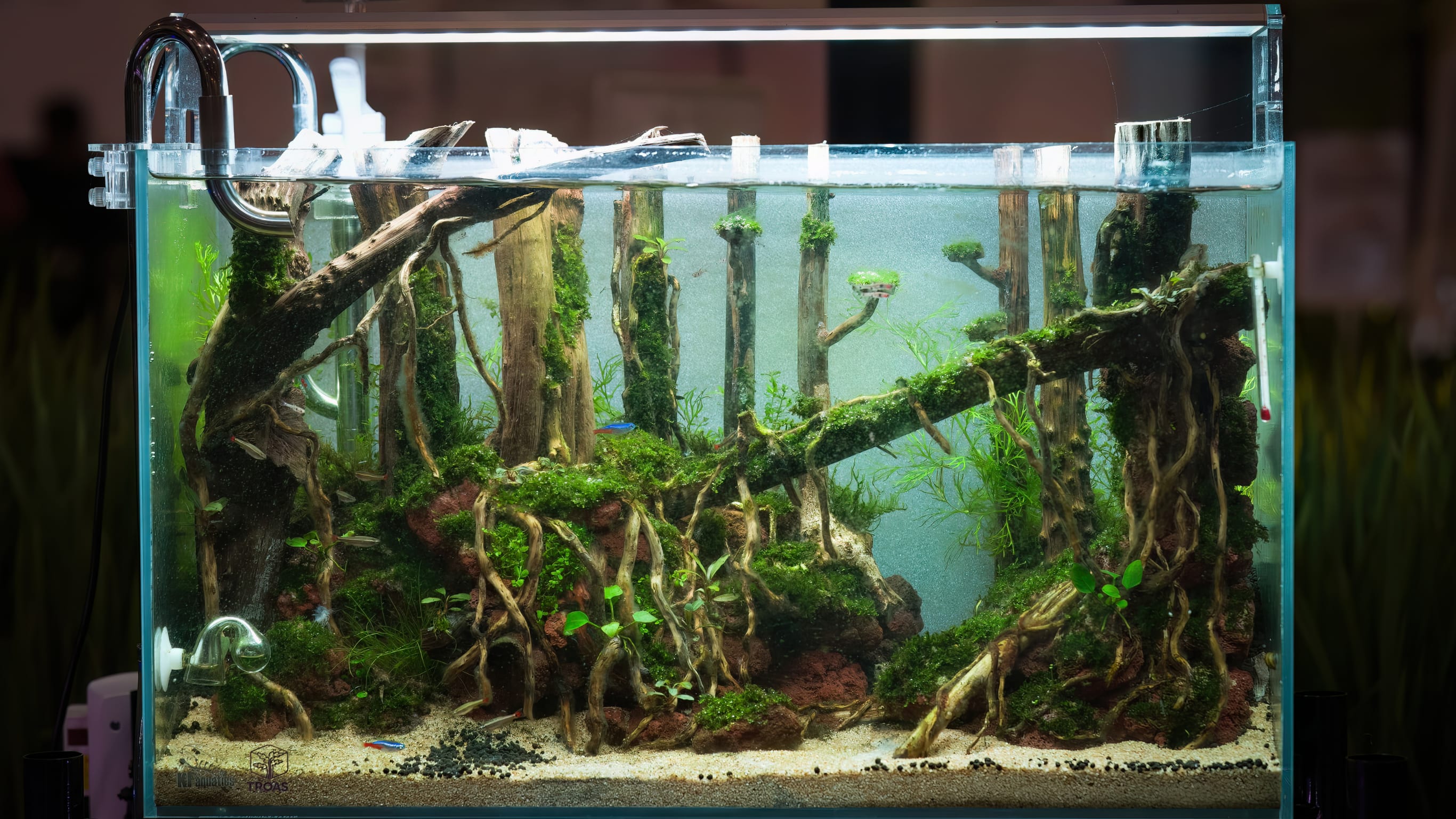 Acuario 8