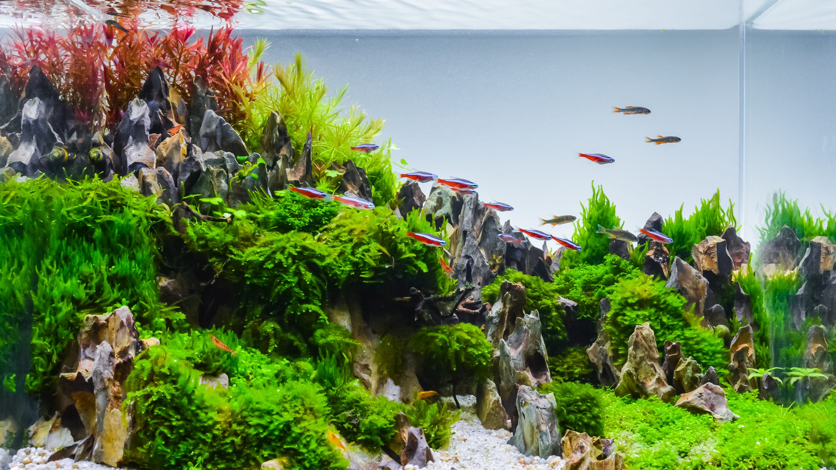 Acuario 3