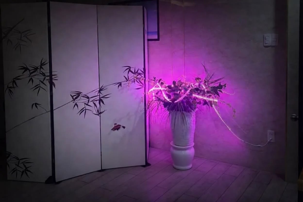 다낭 한인 사쿠라 DLG