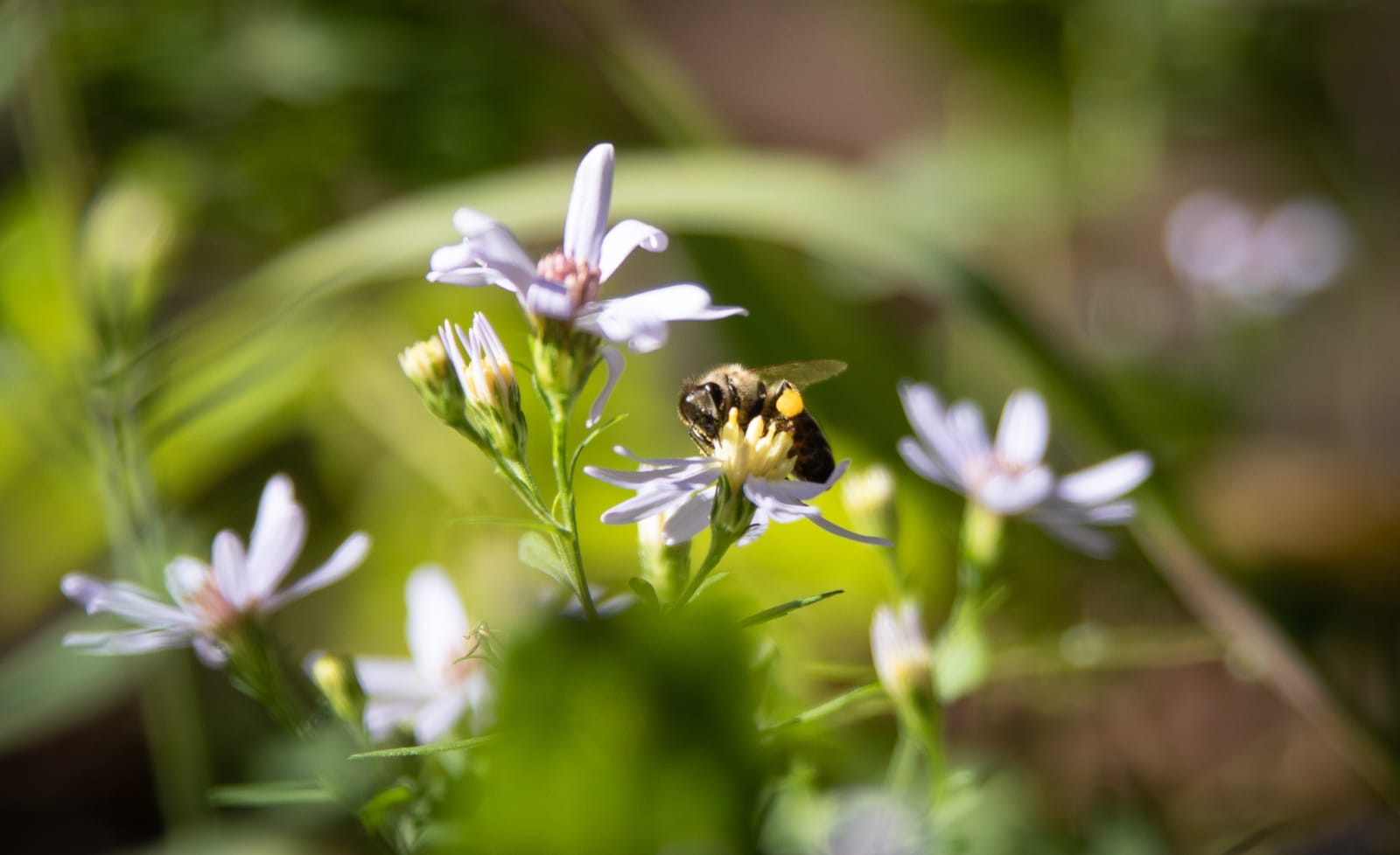 A honeybee on pale wildflowers